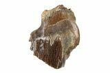 Fossil Nodosaurid (Denversaurus) Tooth - Montana #338904-1